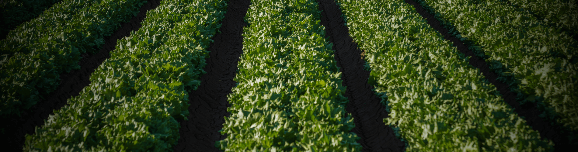 Rows in a Field