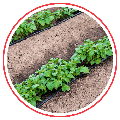 MTS= Application Method Fertigation