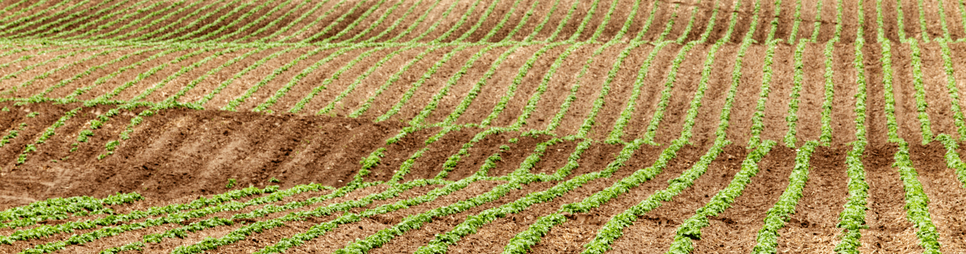 Magnesium Thiosulfate Footer