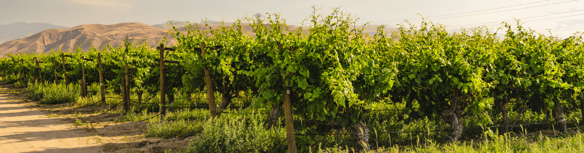 Why Magnesium Thiosulfate