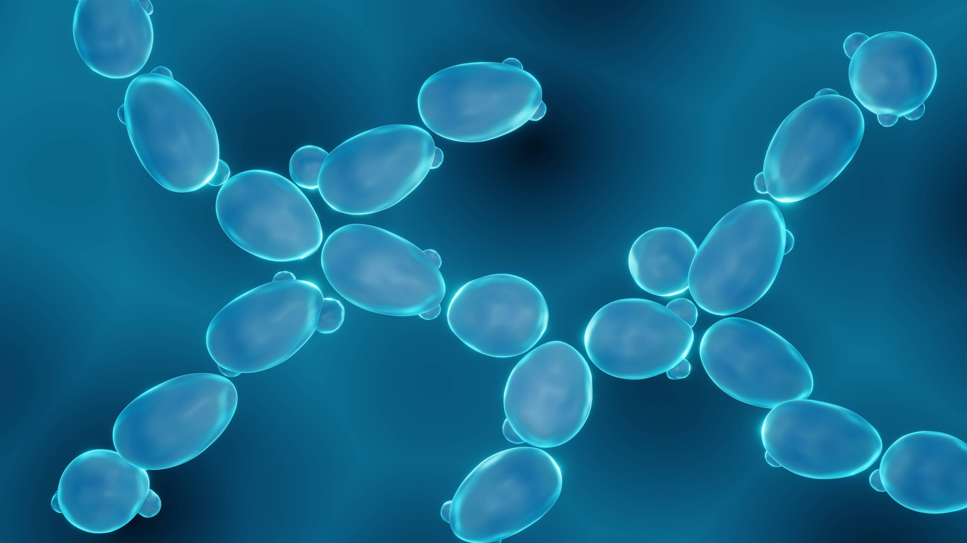 Saccharomyces Cerevisiae