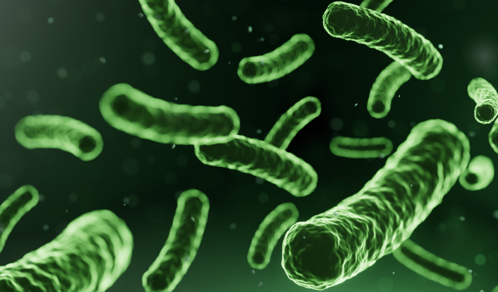 Lactobacilli