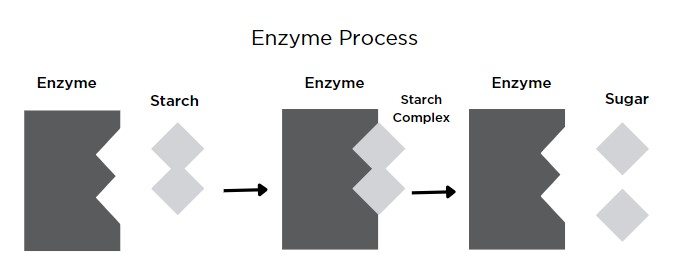 Enzyme Process Diagram