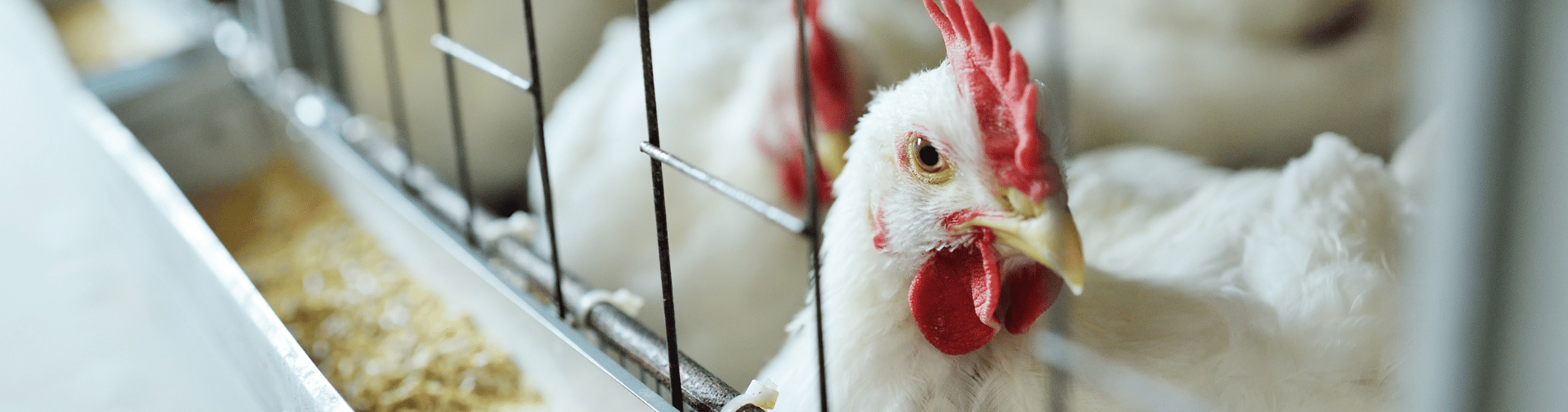 Chicken with feed