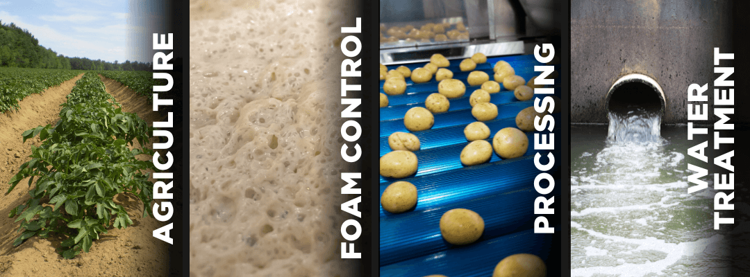 Potato Process