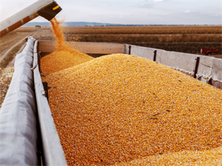 corn kernels loading into truck