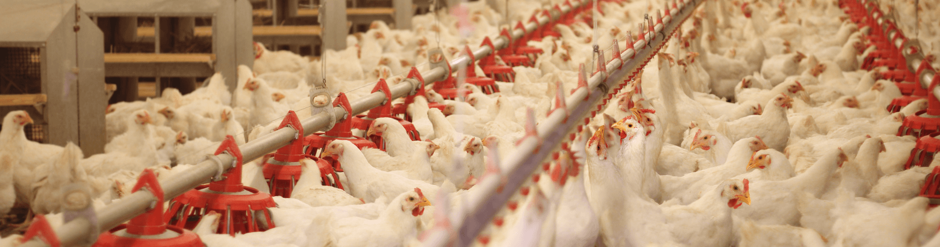 chickens on a poultry farm