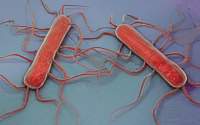 Red Bacteria