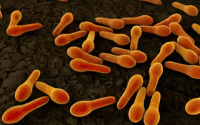 Orange Bacteria
