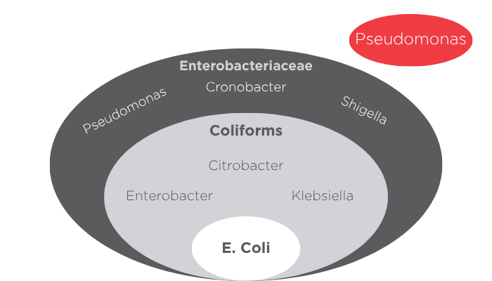 Enterobacteriaceae