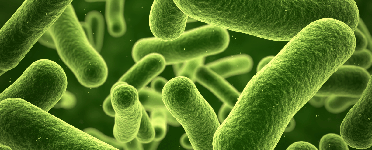 Bacteria