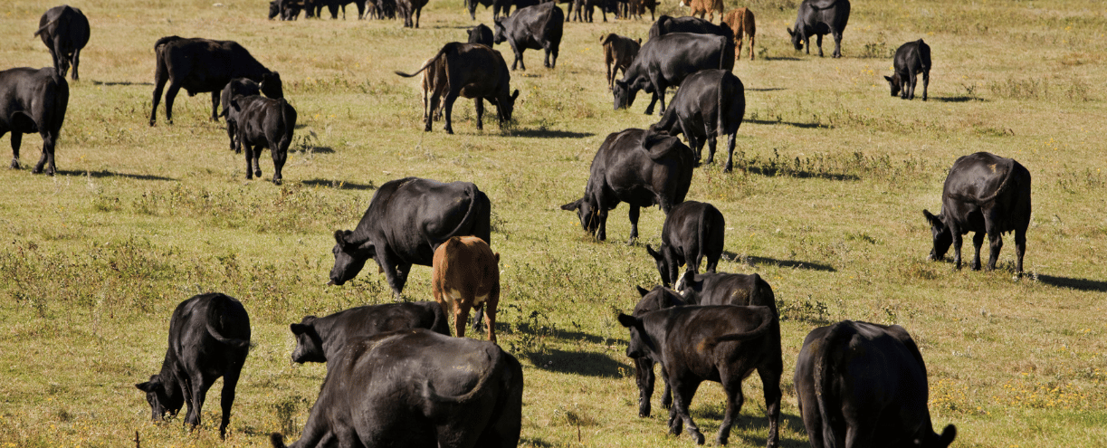 Cows Grazing
