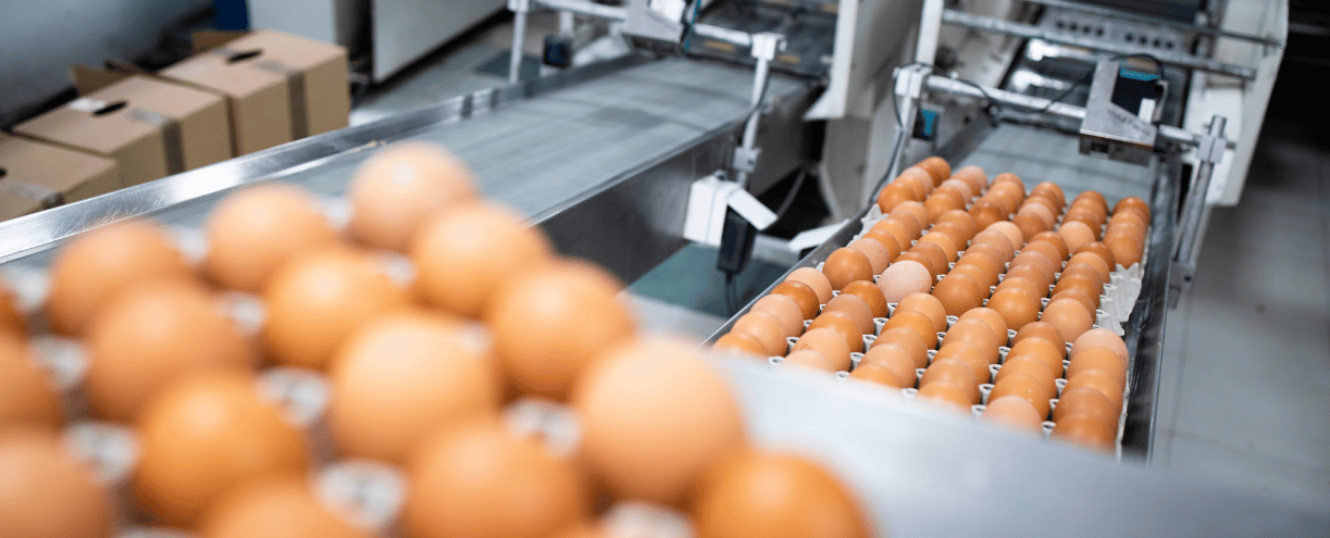 Egg Production