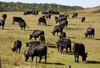 Dairy Process Aids