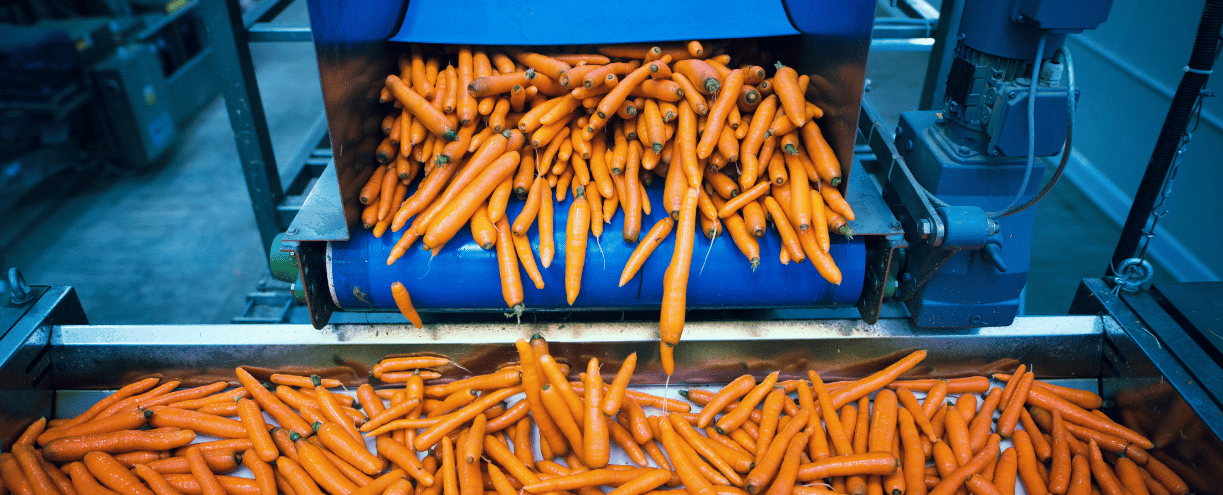 Carrot Production