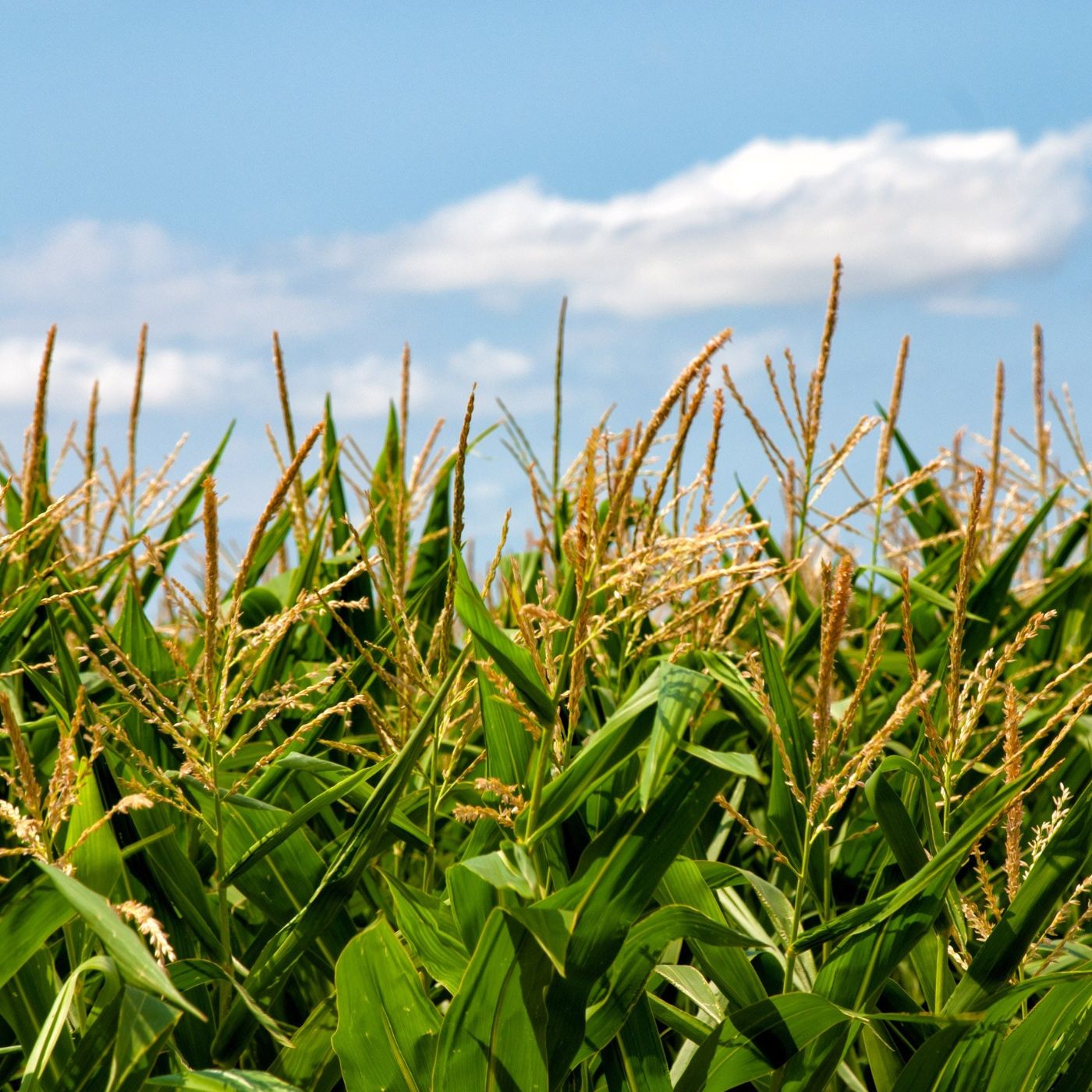 Corn Field